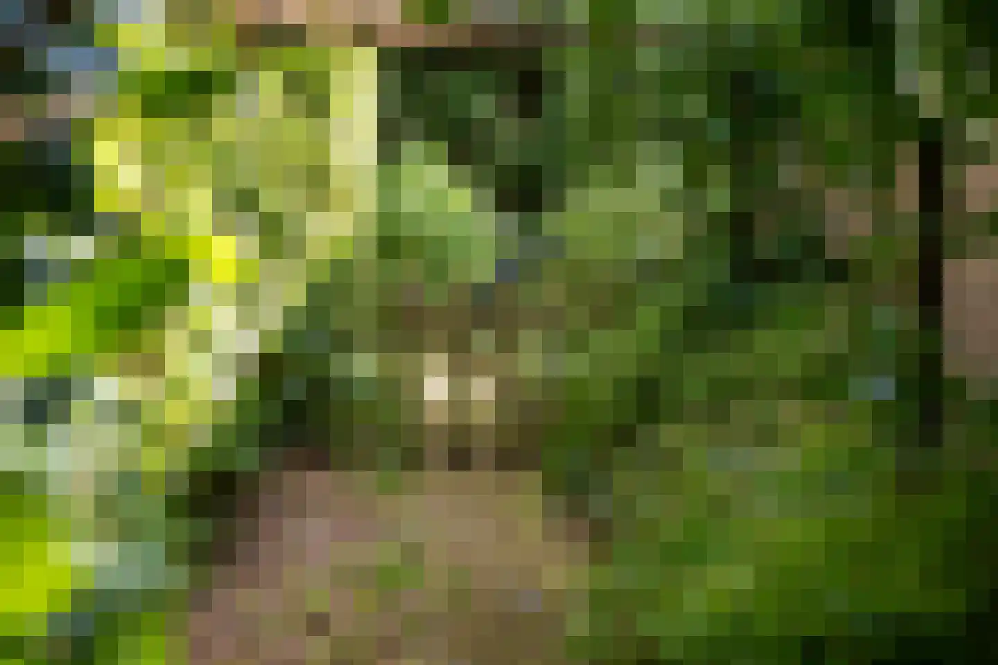 Dreyenseweg 8 A Oosterbeek thumbnail 72