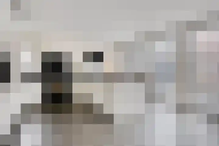 Driek van Erpstraat 22 Oss thumbnail 15