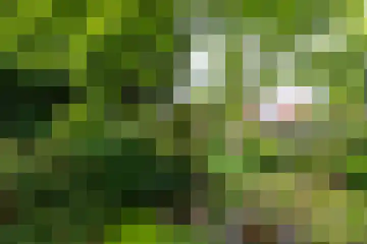 Driekoningenlaan 13 Zierikzee thumbnail 29