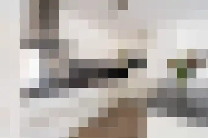 Driemasterwal 11 Leiden thumbnail 11