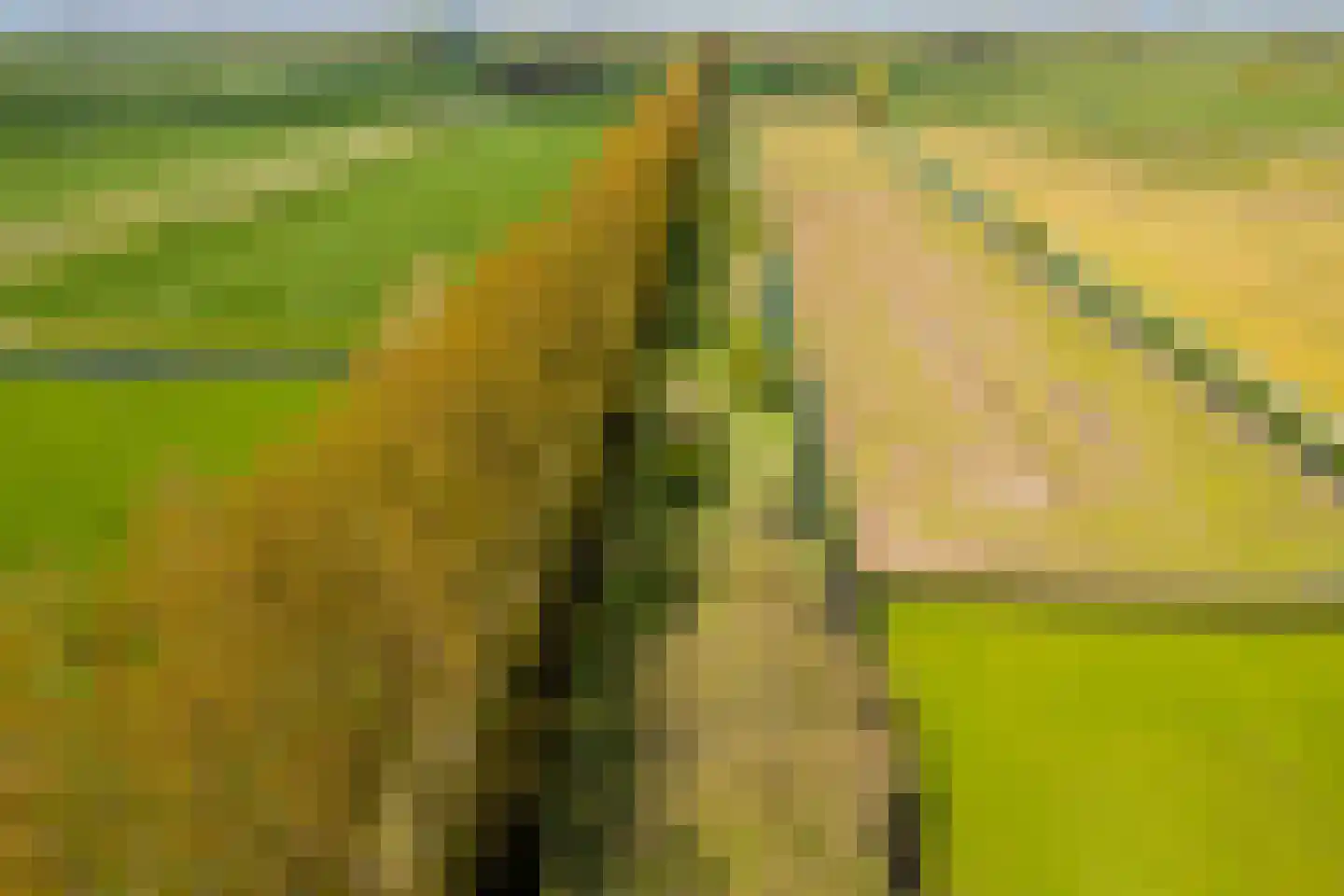Driemolensweg 4 Lexmond thumbnail 63