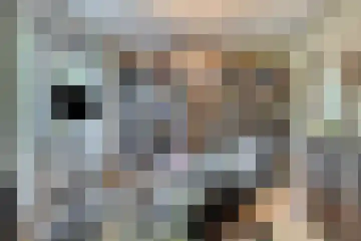 Dries 19 Neer thumbnail 23