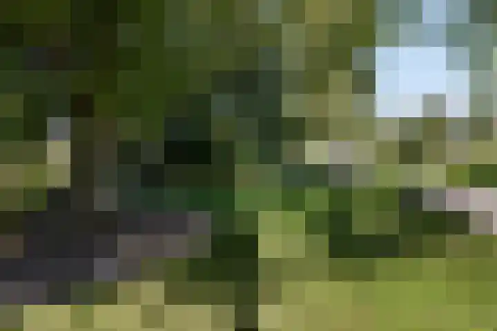 Dries 19 Neer thumbnail 55
