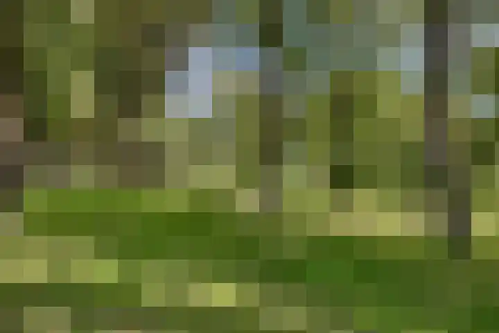 Dries 19 Neer thumbnail 56