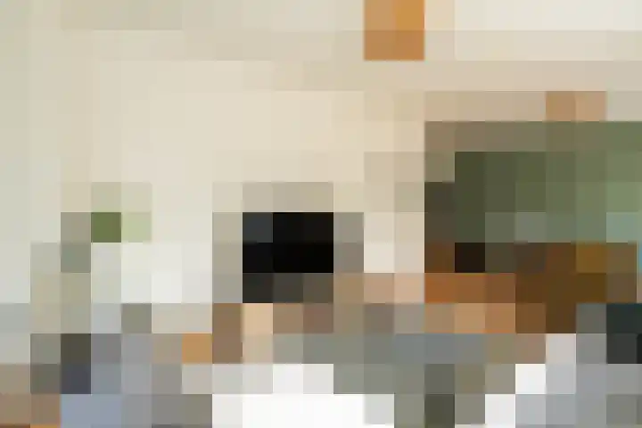 Dries 91 Weert thumbnail 13