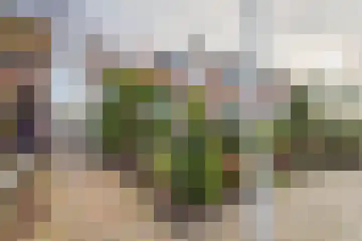 Drieschouwen 13 Axel thumbnail 40