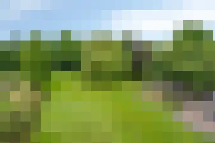 Drieseegt 1 Erp thumbnail 64