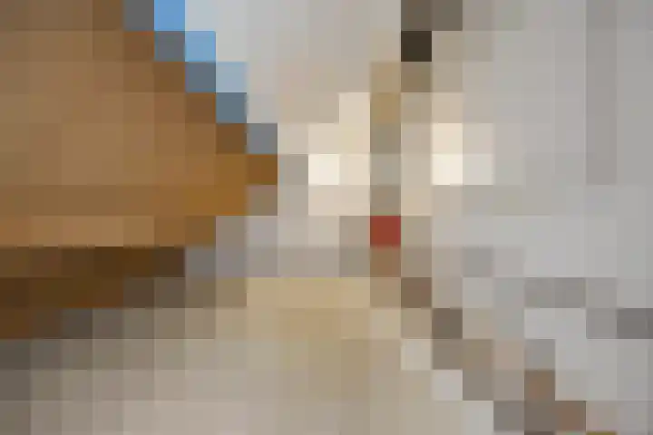 Drieslag 27 Huissen thumbnail 42