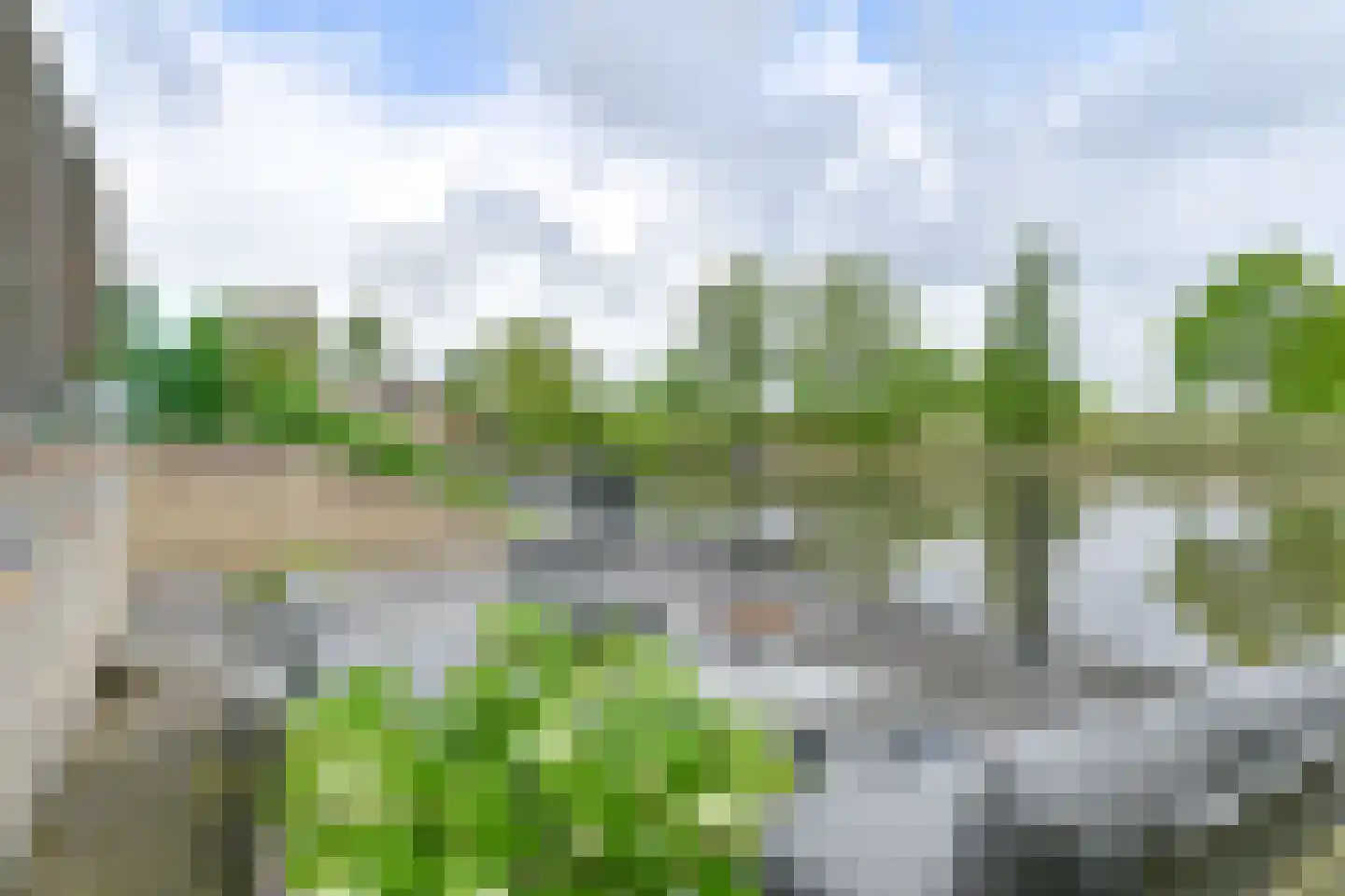 Drieteenspecht 48 Emmen thumbnail 100