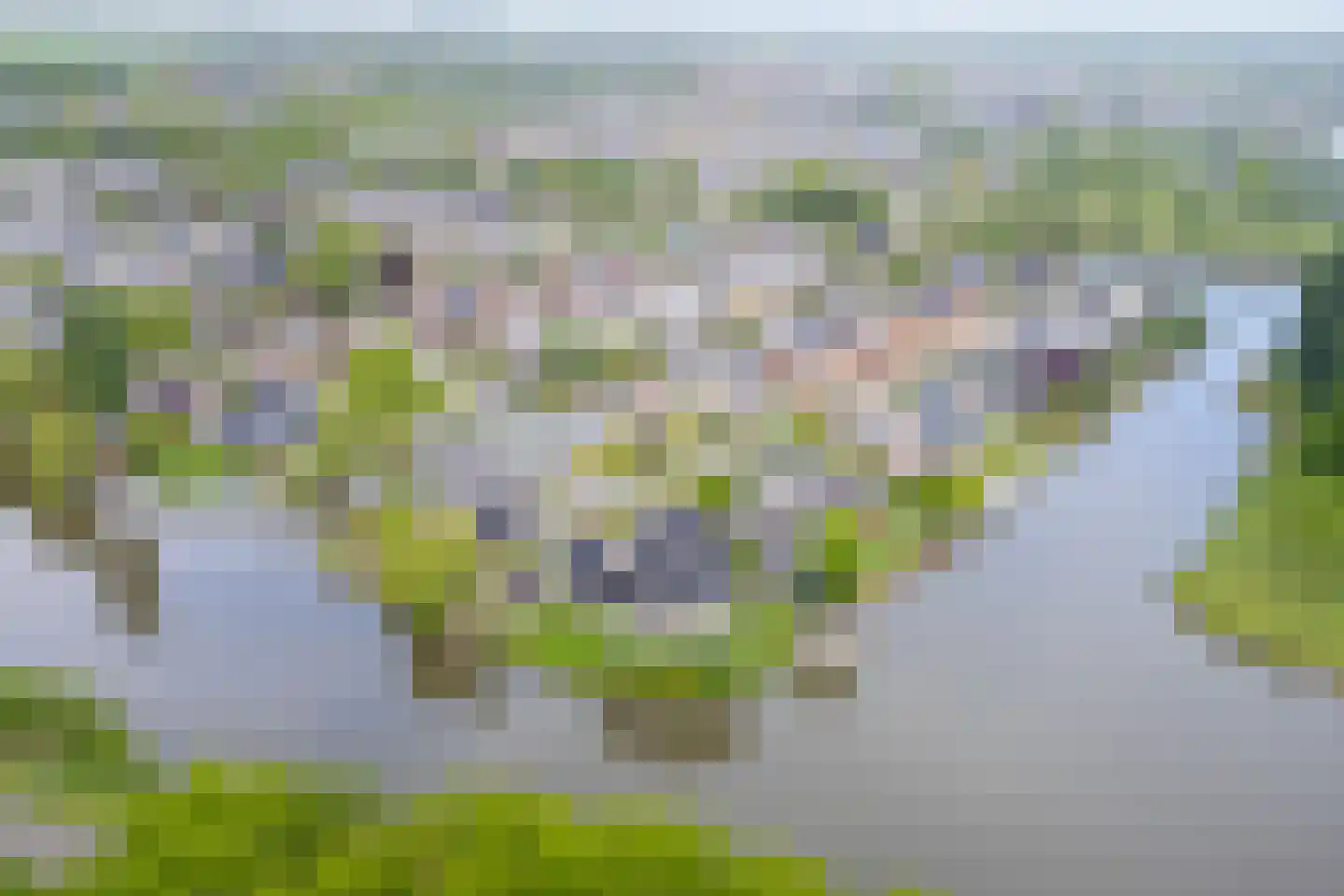Drieteenspecht 48 Emmen thumbnail 114
