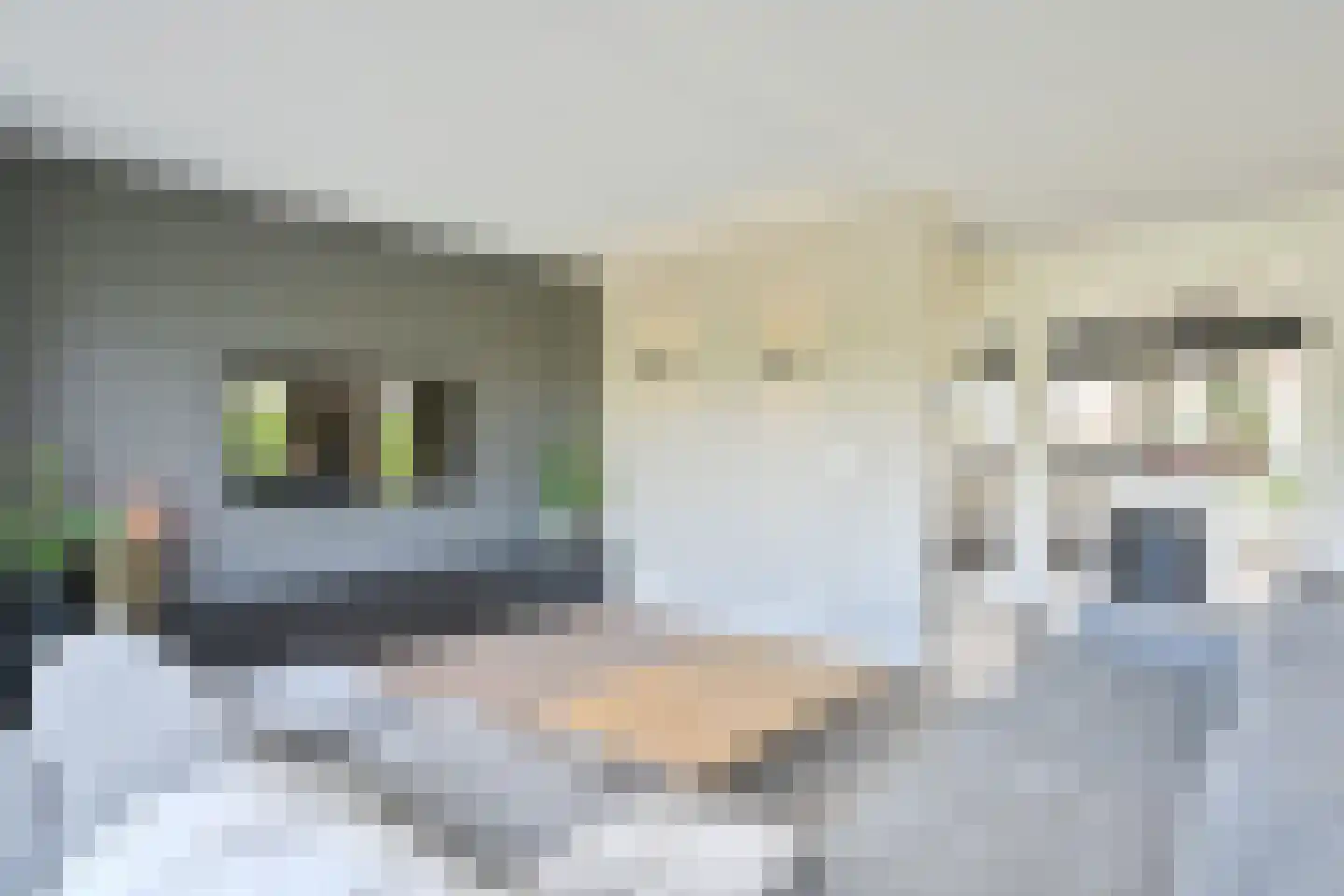 Drieteenspecht 48 Emmen thumbnail 23