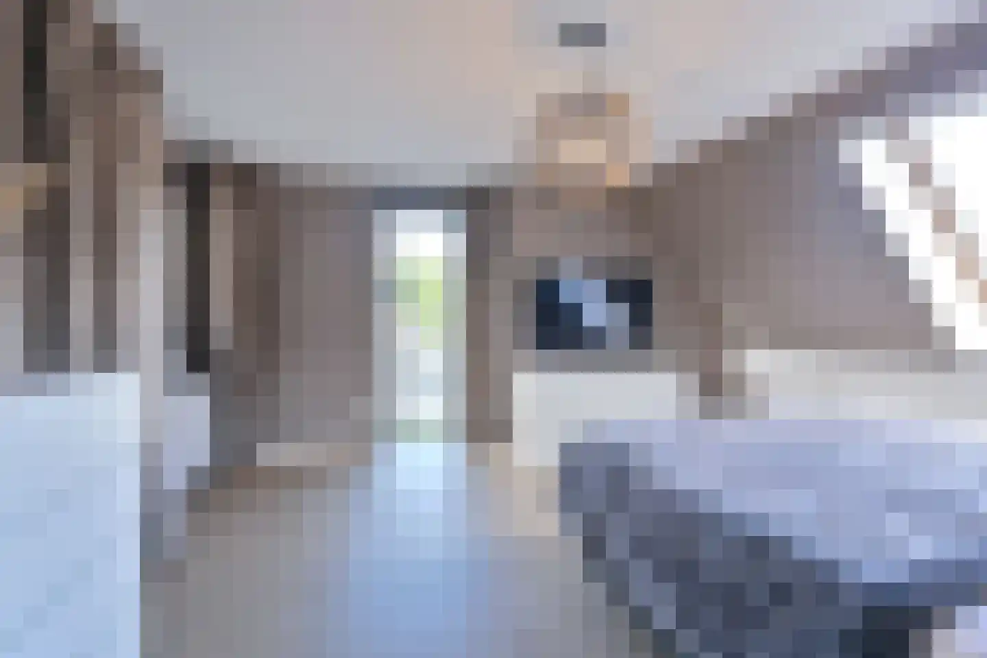 Drieteenspecht 48 Emmen thumbnail 69