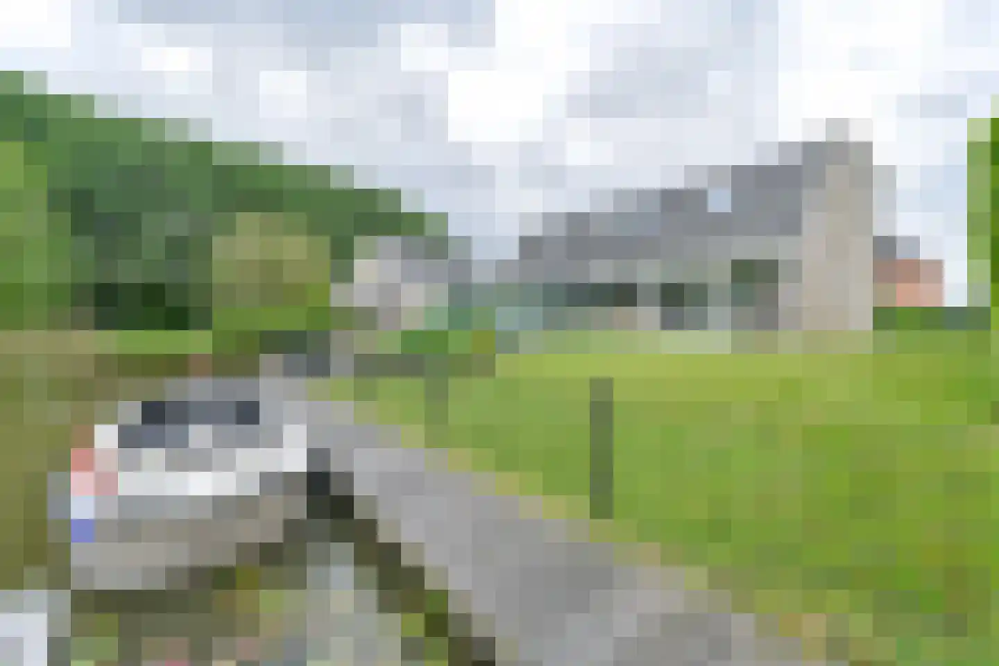 Drieteenspecht 48 Emmen thumbnail 85