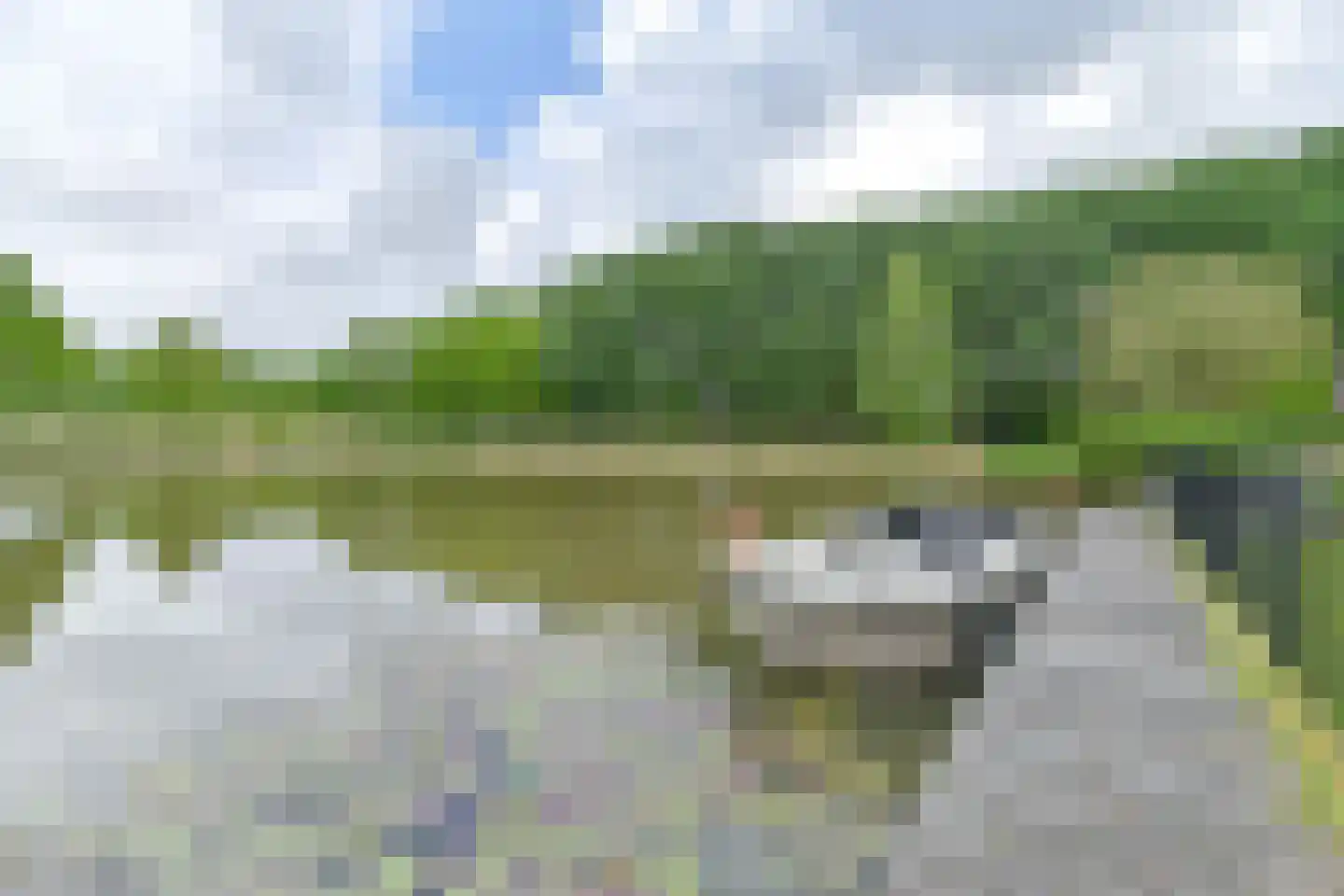 Drieteenspecht 48 Emmen thumbnail 86