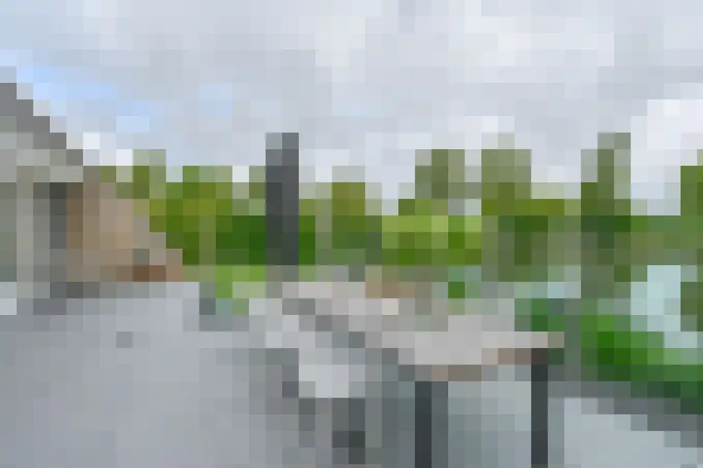 Drieteenspecht 48 Emmen thumbnail 95
