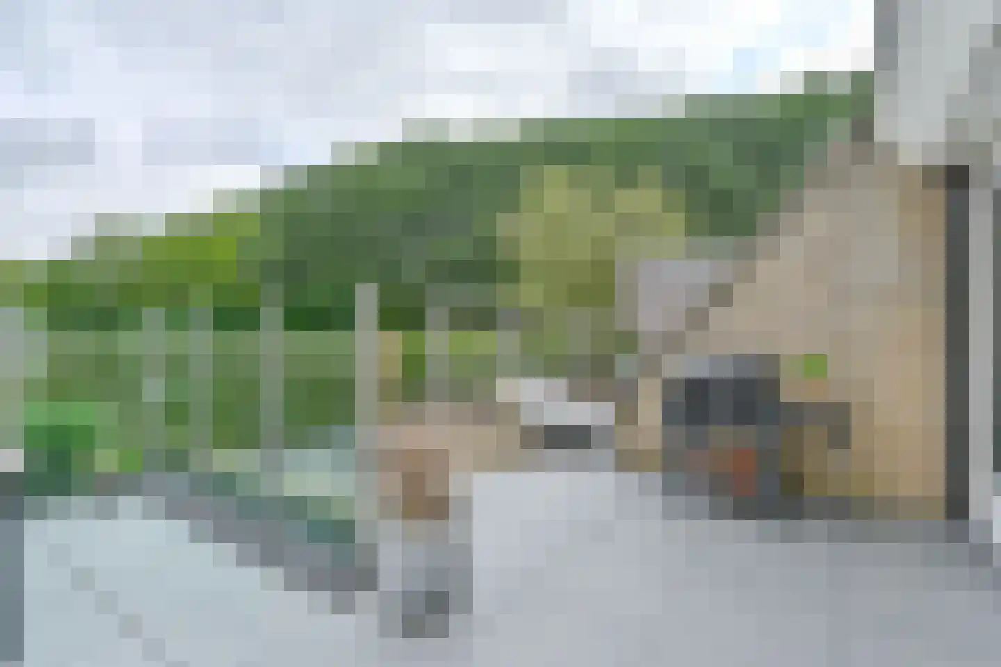 Drieteenspecht 48 Emmen thumbnail 98