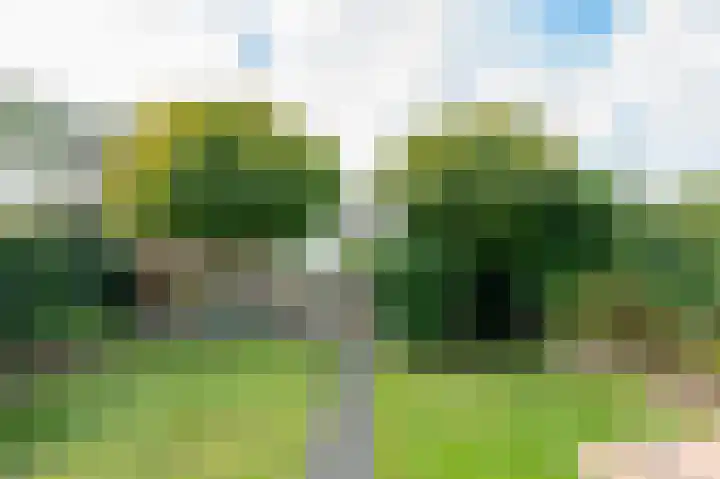 Drieteenspecht 6 Emmen thumbnail 23