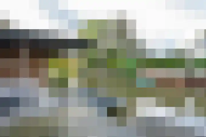 Drieteenspecht 6 Emmen thumbnail 25