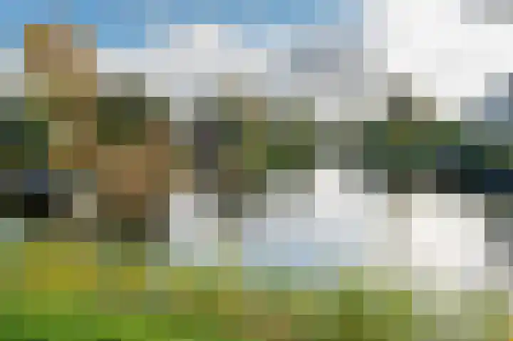 Drieteenspecht 6 Emmen thumbnail 28
