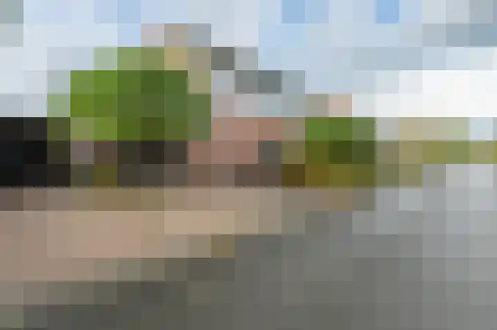 Drieteenspecht 6 Emmen thumbnail 31