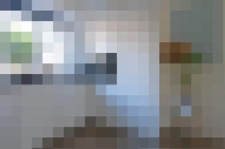 Drieteenspecht 6 Emmen thumbnail 9