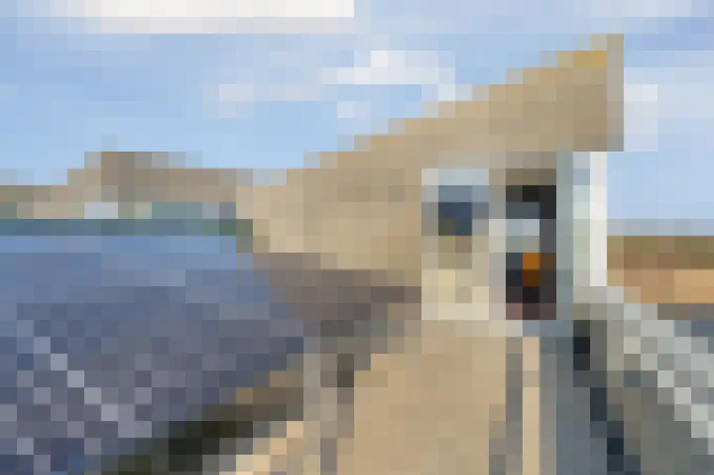 Drijfanker 50 Almere thumbnail 48
