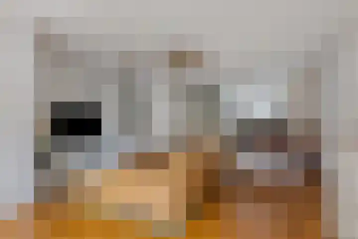 Drijversveld 22 Dongen thumbnail 11
