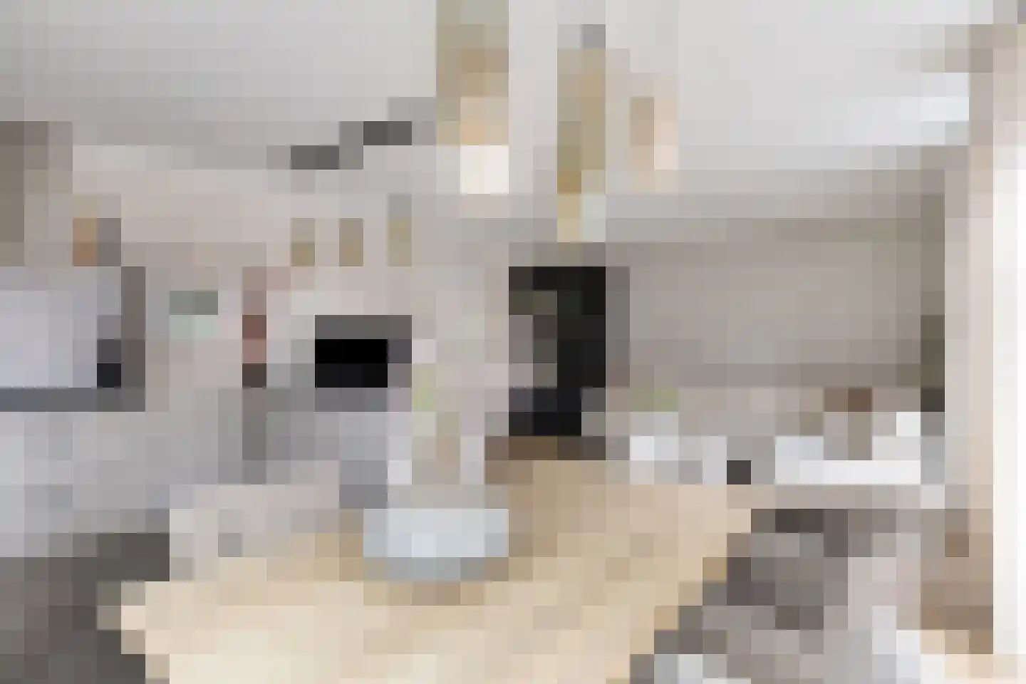 Dril 23 a Volendam thumbnail 12