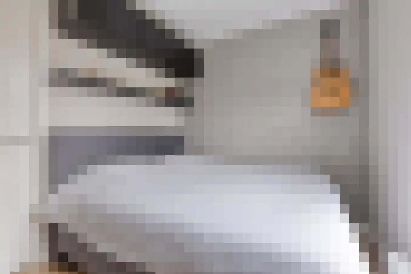 Dril 23 a Volendam thumbnail 20