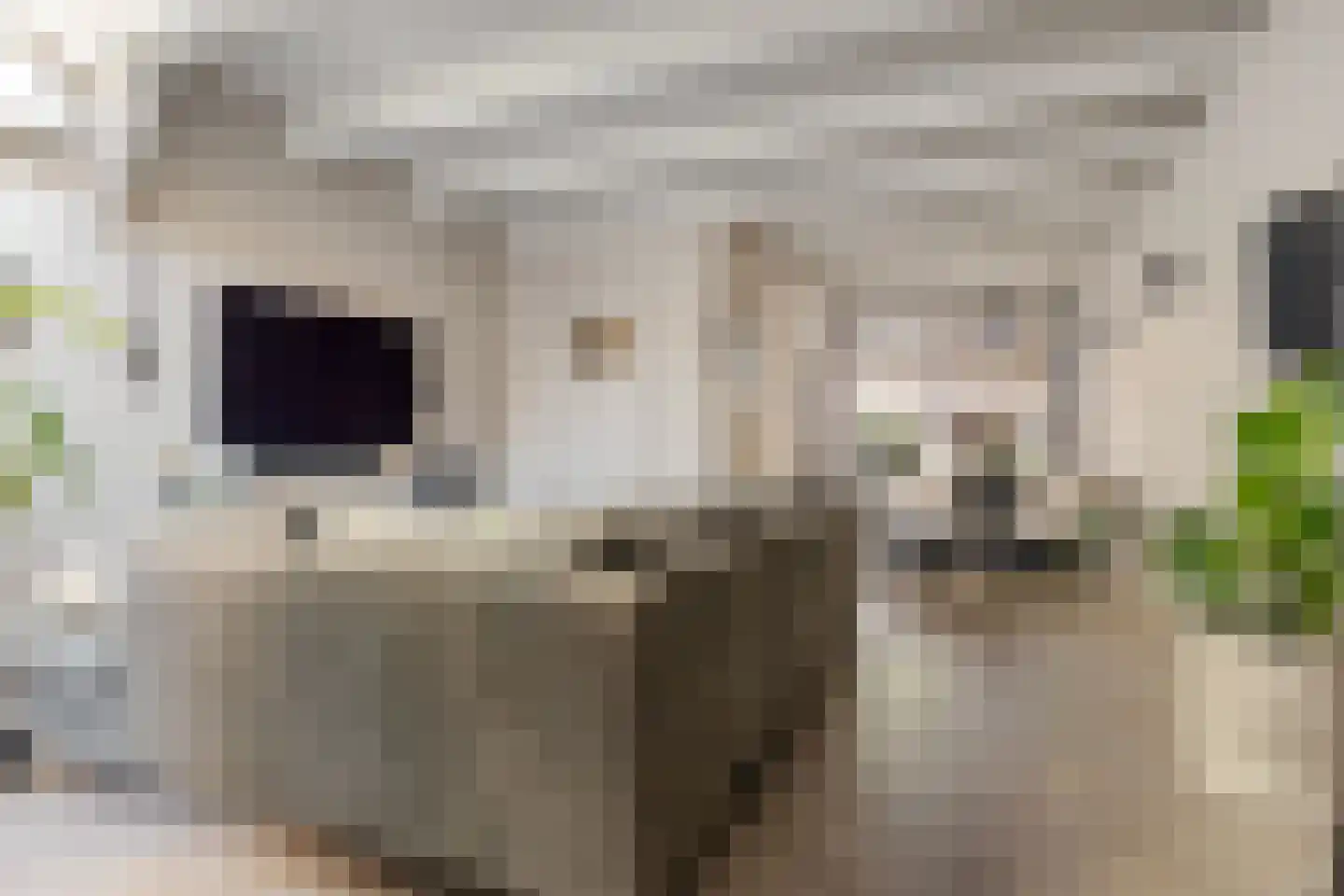 Dril 8 Volendam thumbnail 15