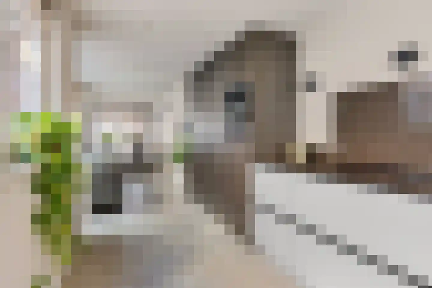 Dril 8 Volendam thumbnail 20