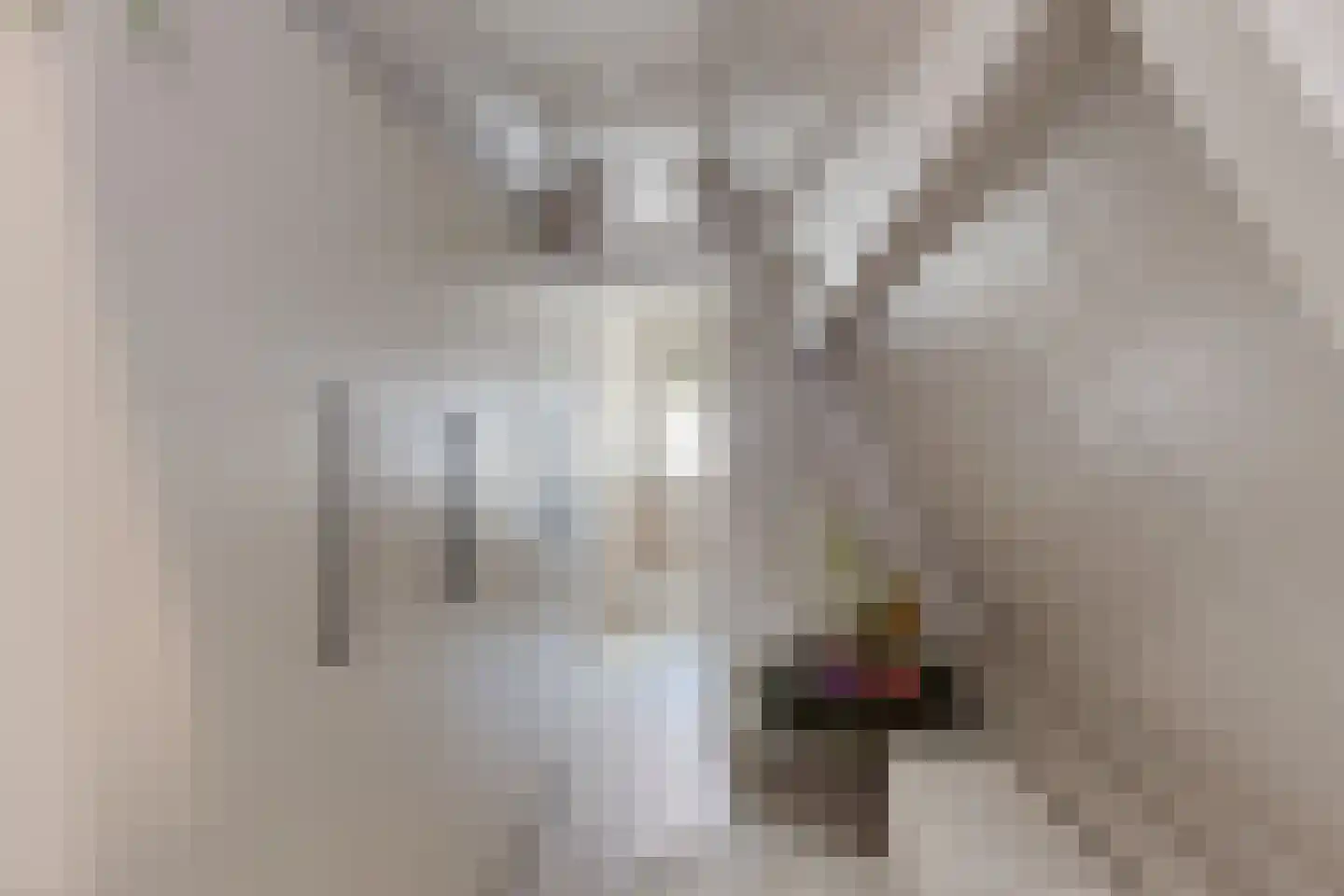 Dril 8 Volendam thumbnail 25