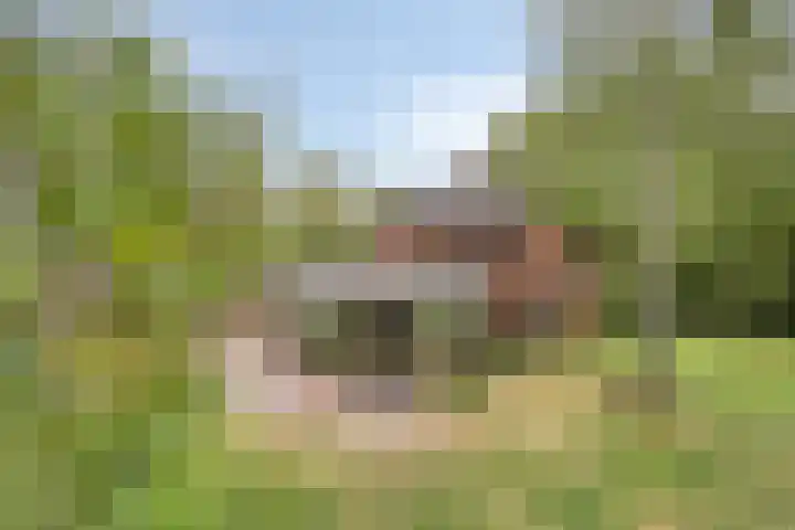 Drogesestraat 1 a Sint Agatha thumbnail 43