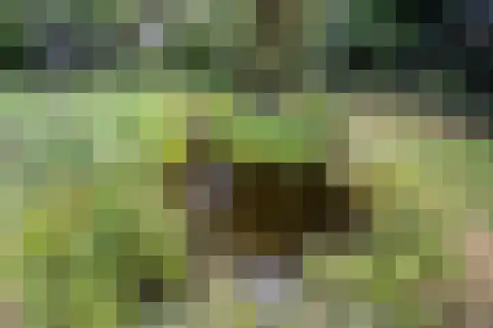 Drogesestraat 1 a Sint Agatha thumbnail 47