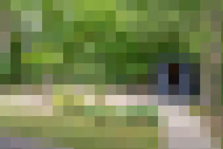 Drogesestraat 1 Sint Agatha thumbnail 39