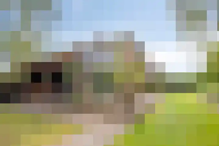 Drogesestraat 1 Sint Agatha thumbnail 4
