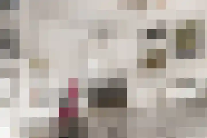 Drogesloot 8 Broek op Langedijk thumbnail 31