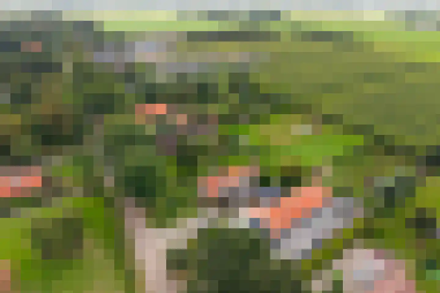 Drogteropslagen 52 Drogteropslagen thumbnail 47