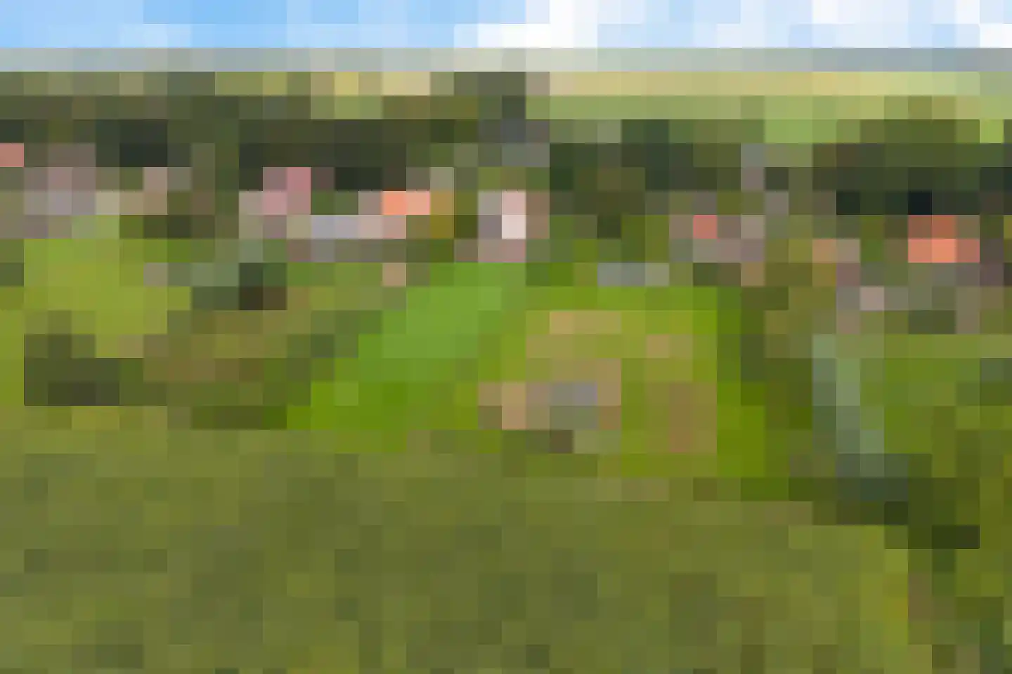 Drogteropslagen 52 Drogteropslagen thumbnail 48