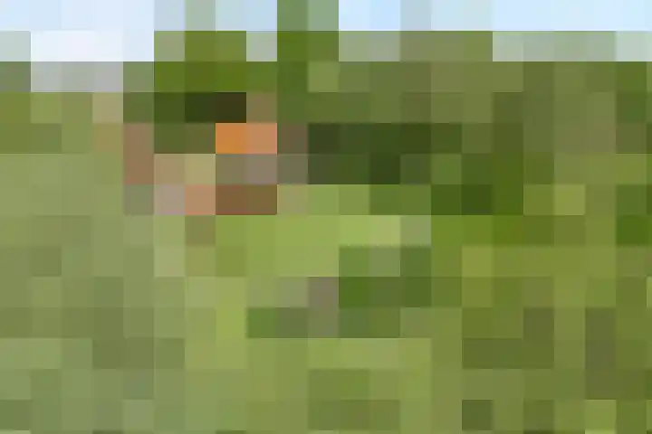 Drogteropslagen 56 Drogteropslagen thumbnail 6