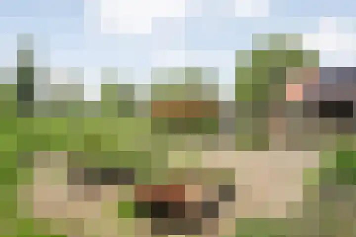 Drogteropslagen 56 Drogteropslagen thumbnail 67