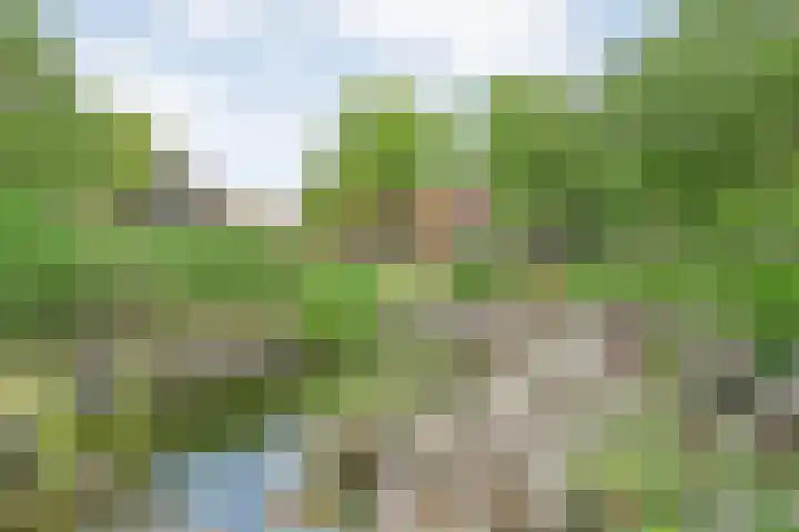 Drogteropslagen 56 Drogteropslagen thumbnail 70