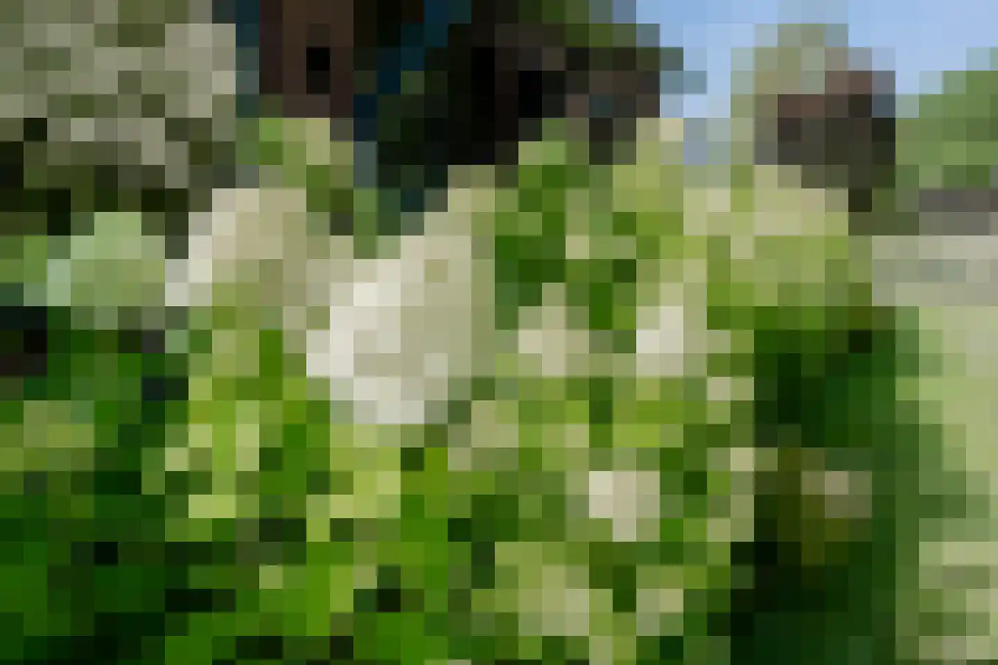 Dronkelaarseweg 29 Terschuur thumbnail 79