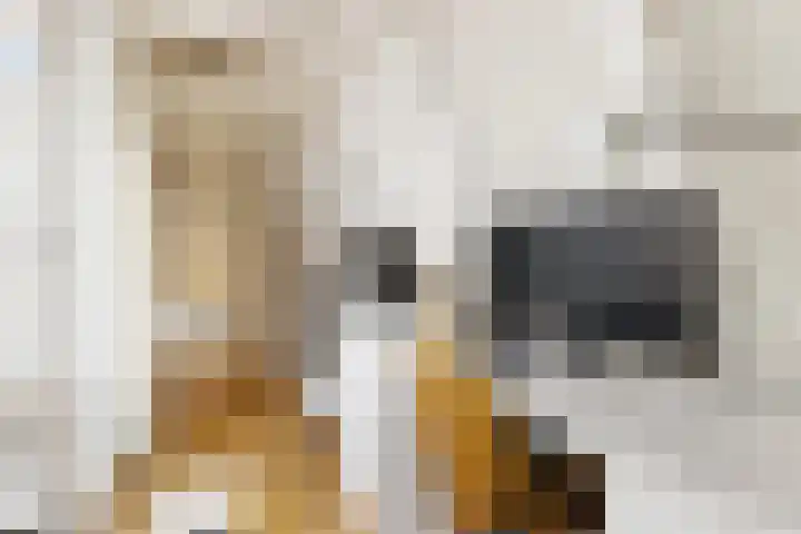 Droogbak 6 C Amsterdam thumbnail 32