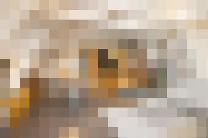 Droogbak 6 C Amsterdam thumbnail 5