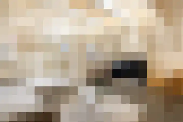 Droogbak 6 C Amsterdam thumbnail 9