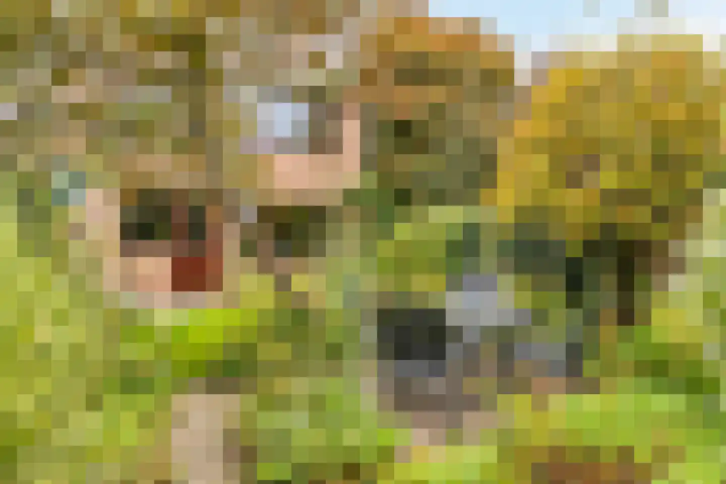 Droogbloem 1 Castricum thumbnail 15