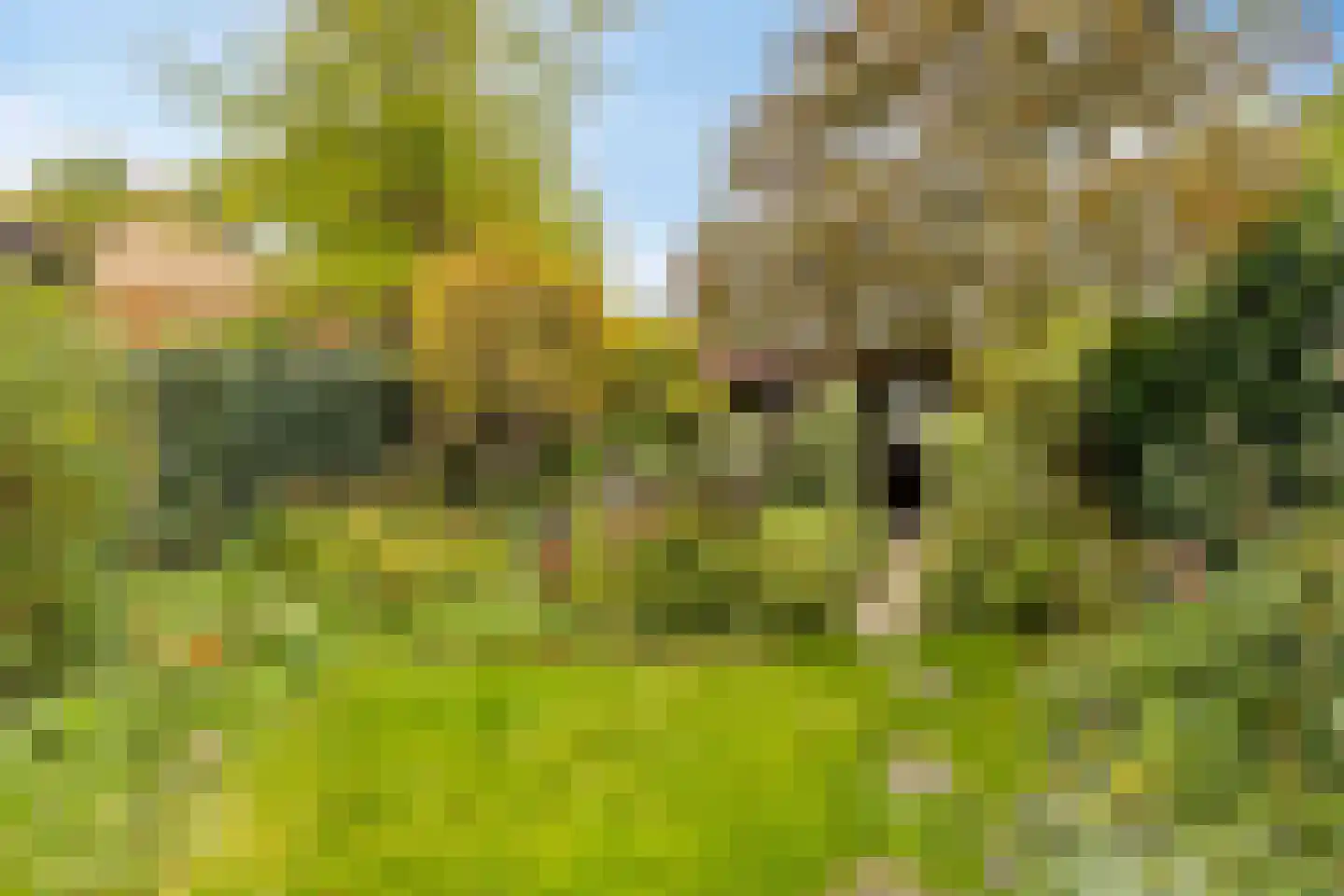 Droogbloem 1 Castricum thumbnail 16