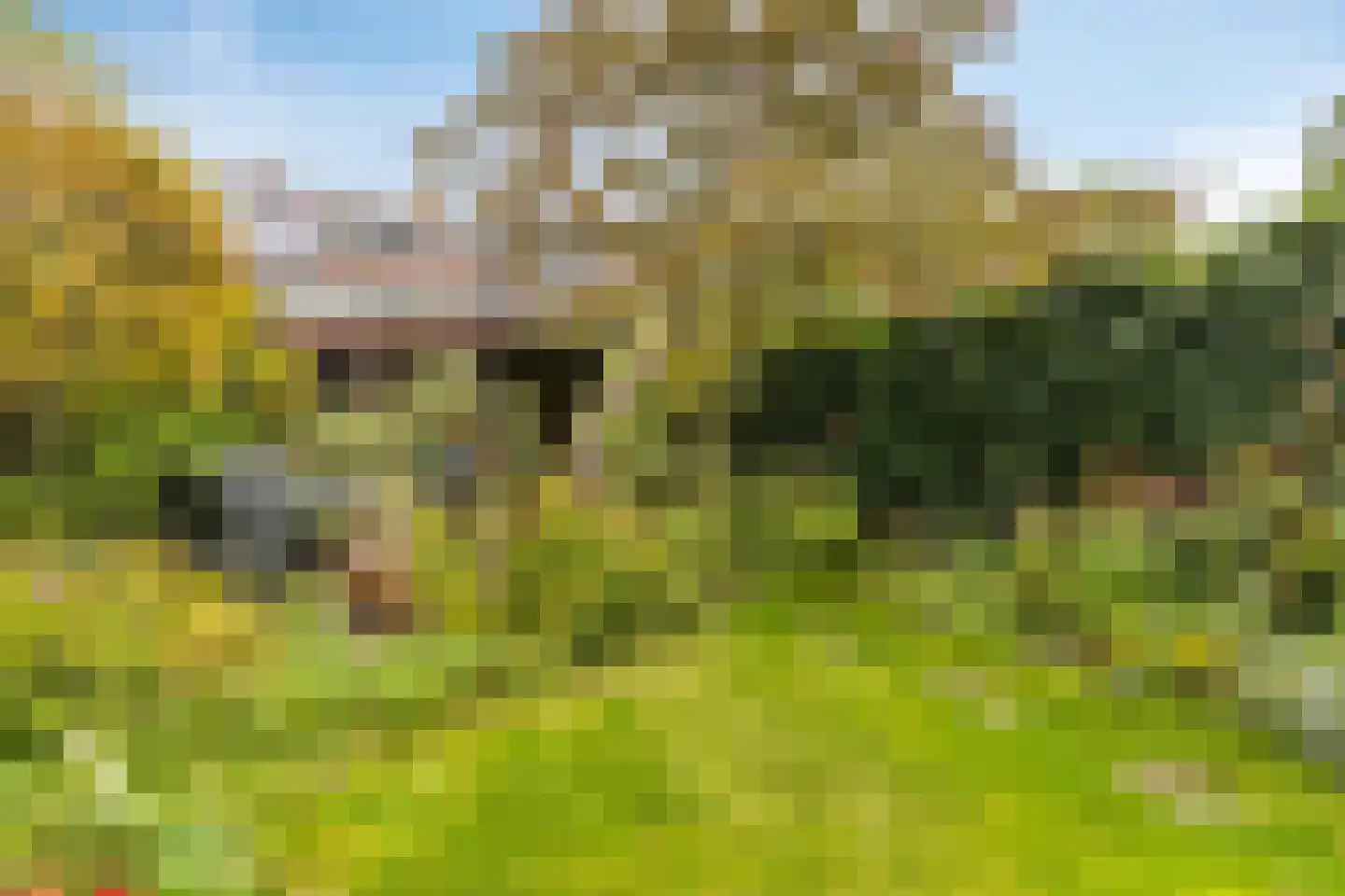 Droogbloem 1 Castricum thumbnail 17