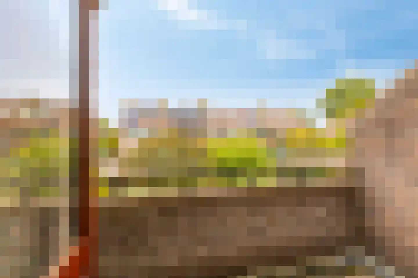 Droogbloem 1 Castricum thumbnail 27